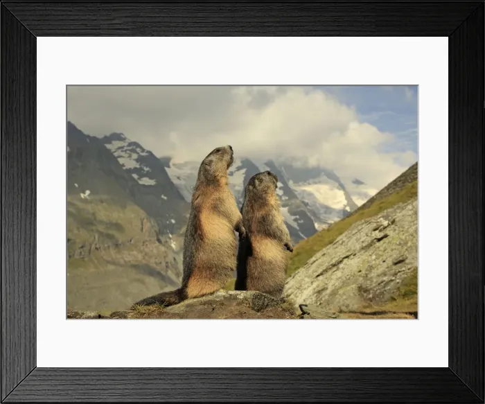 Framed Print : Picture No. 10900246 Framed Print : Picture No. 10900246