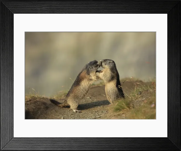 Framed Print : Picture No. 10900242 Framed Print : Picture No. 10900242