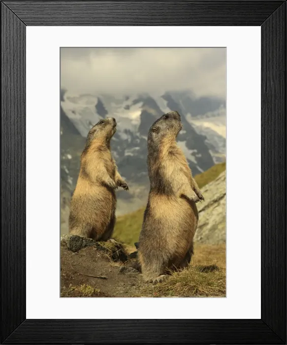 Framed Print : Picture No. 10900247 Framed Print : Picture No. 10900247
