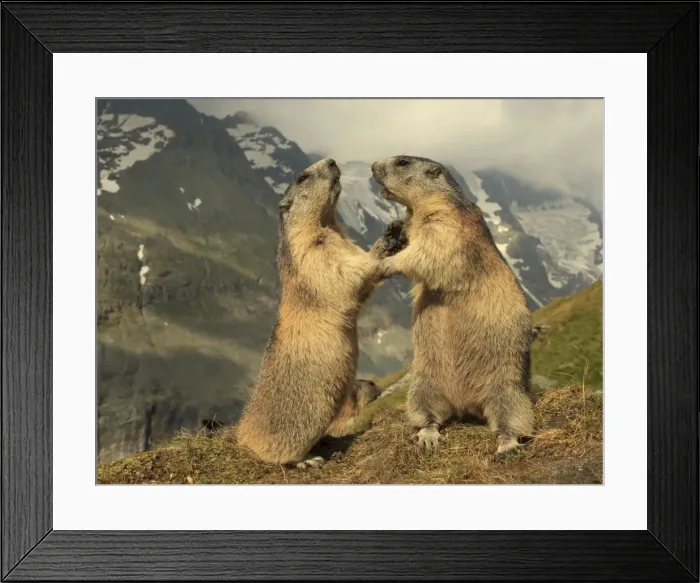Framed Print : Picture No. 10900250 Framed Print : Picture No. 10900250