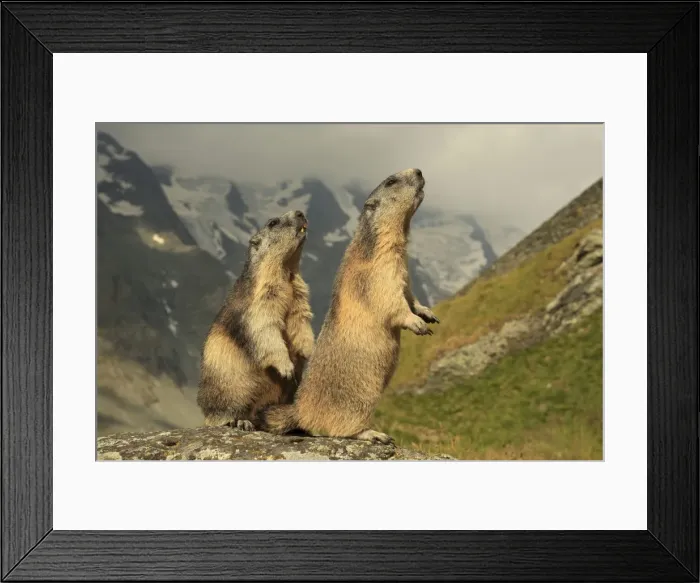 Framed Print : Picture No. 10900251 Framed Print : Picture No. 10900251
