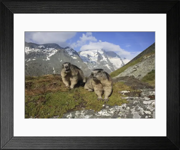 Framed Print : Picture No. 10900244 Framed Print : Picture No. 10900244