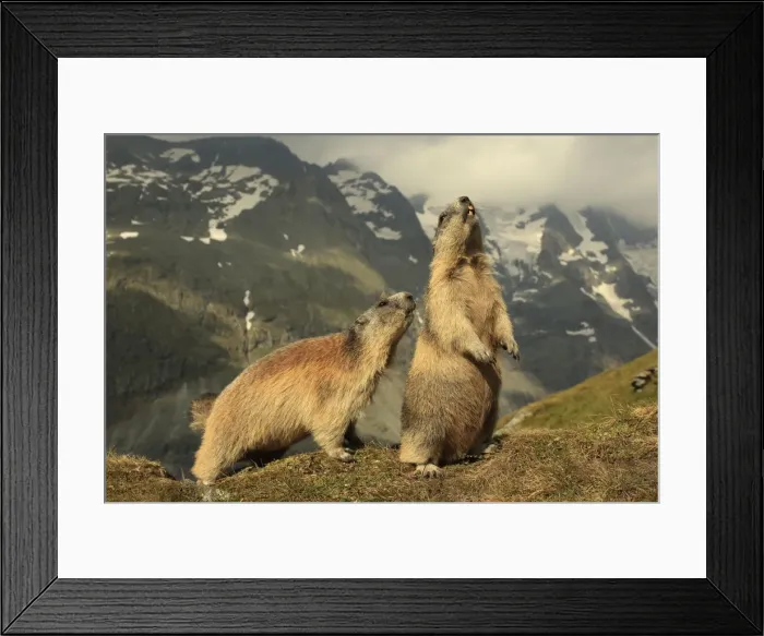 Framed Print : Picture No. 10900249 Framed Print : Picture No. 10900249