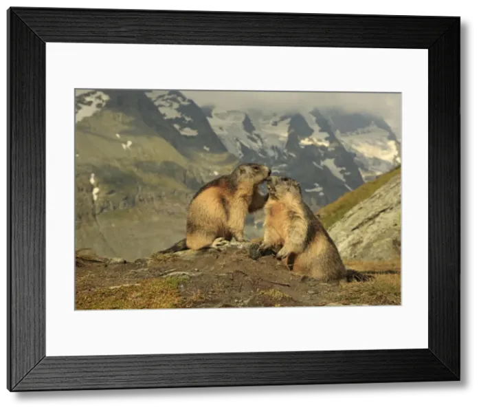 Framed Print : Picture No. 10900248