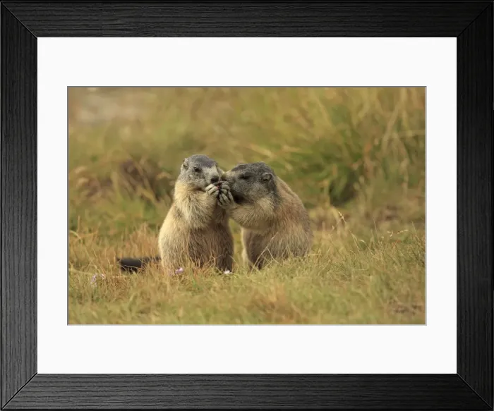 Framed Print : Picture No. 10900253 Framed Print : Picture No. 10900253