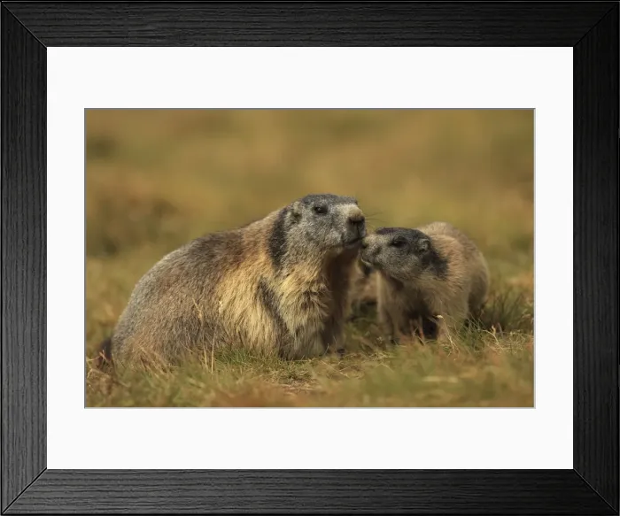 Framed Print : Picture No. 10900254 Framed Print : Picture No. 10900254