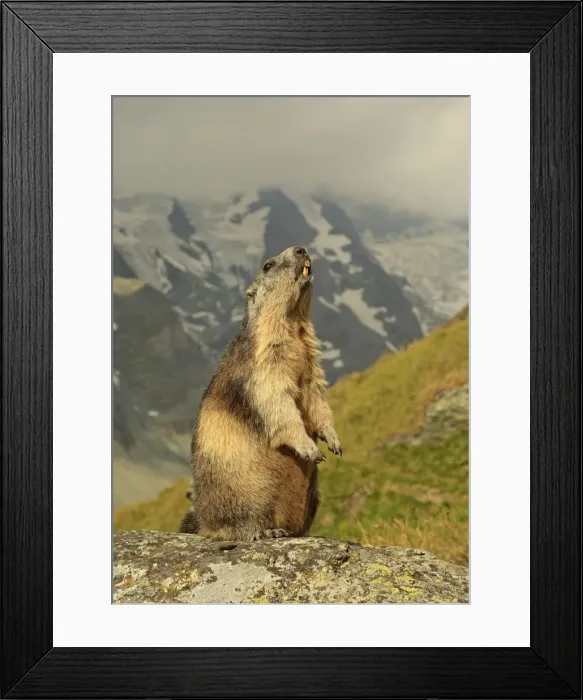 Framed Print : Picture No. 10900252 Framed Print : Picture No. 10900252