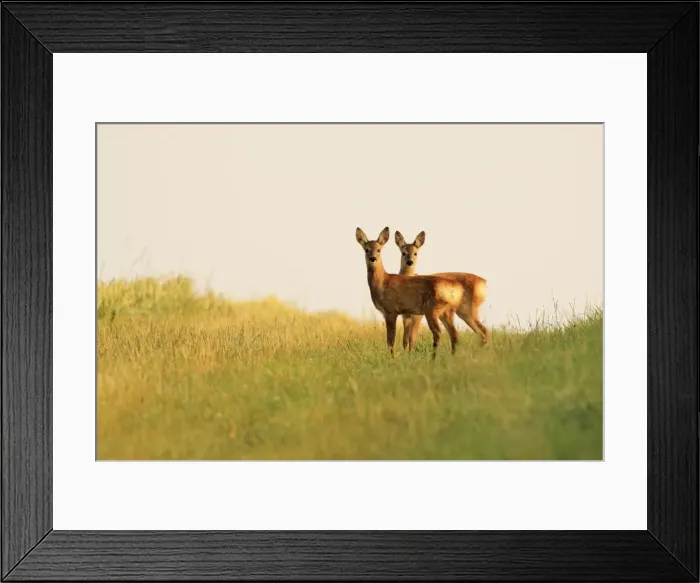 Framed Print : Picture No. 10900256 Framed Print : Picture No. 10900256