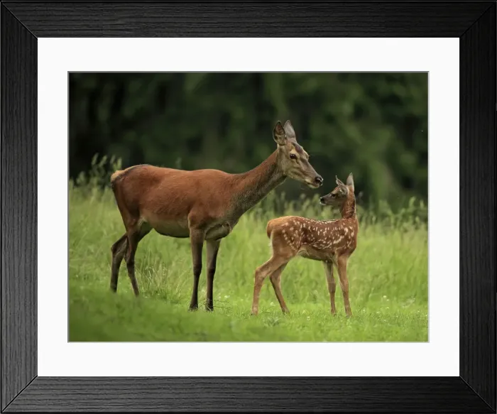 Framed Print : Picture No. 10900257 Framed Print : Picture No. 10900257