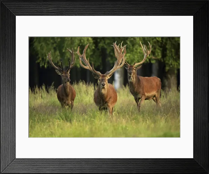 Framed Print : Picture No. 10900260 Framed Print : Picture No. 10900260
