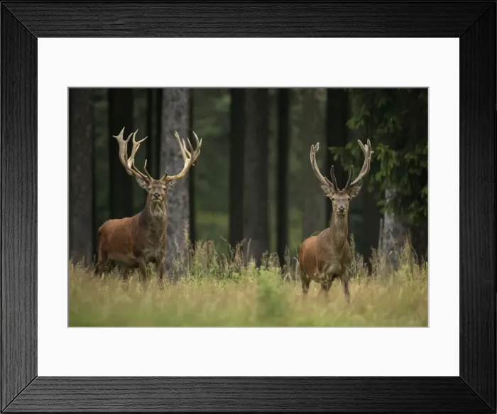 Framed Print : Picture No. 10900261 Framed Print : Picture No. 10900261