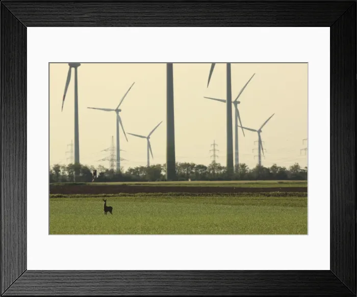 Framed Print : Picture No. 10900255 Framed Print : Picture No. 10900255