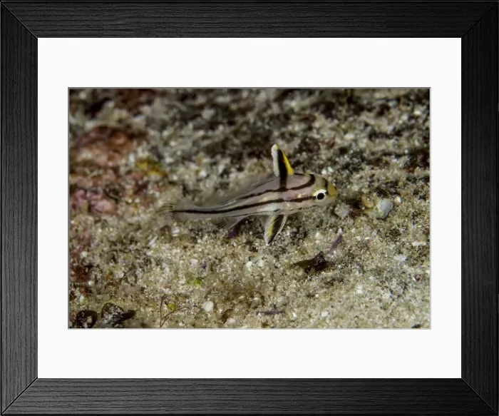 Framed Print : Picture No. 10900361 Framed Print : Picture No. 10900361