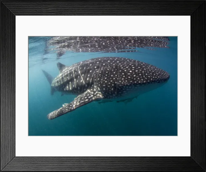 Framed Print : Picture No. 10900368 Framed Print : Picture No. 10900368