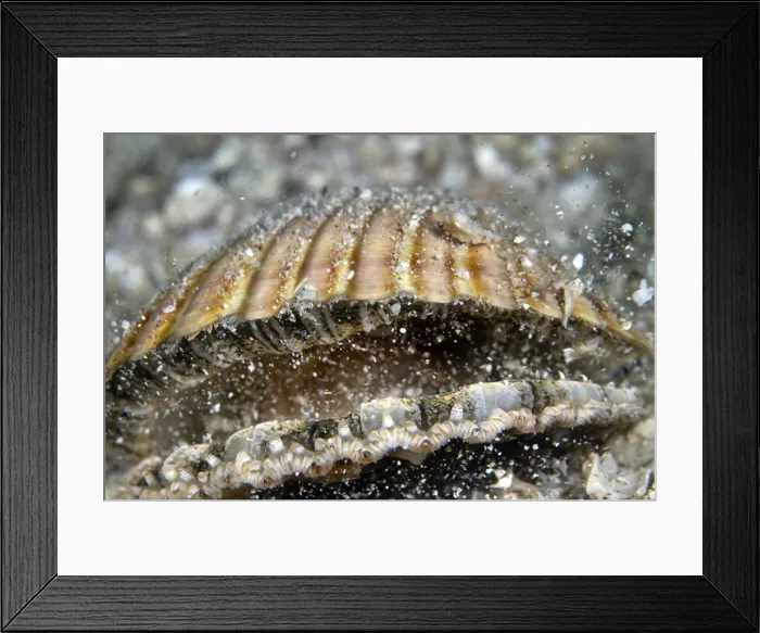 Framed Print : Picture No. 10900367 Framed Print : Picture No. 10900367
