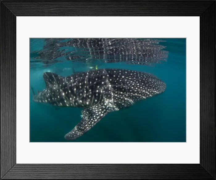 Framed Print : Picture No. 10900372 Framed Print : Picture No. 10900372