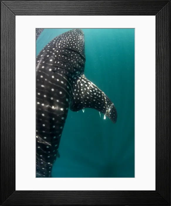 Framed Print : Picture No. 10900373 Framed Print : Picture No. 10900373