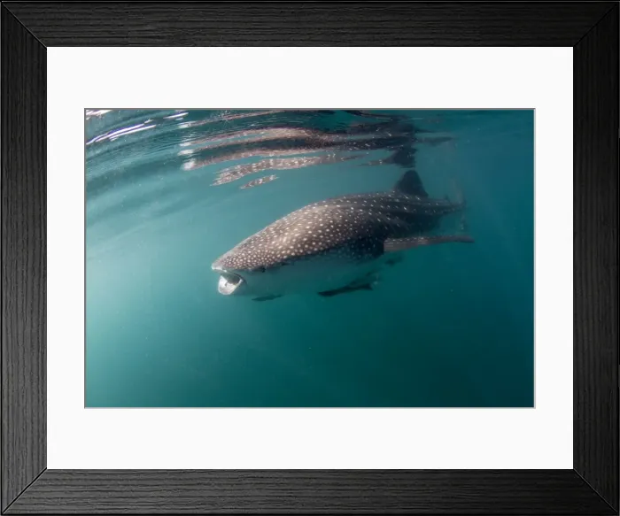 Framed Print : Picture No. 10900370 Framed Print : Picture No. 10900370