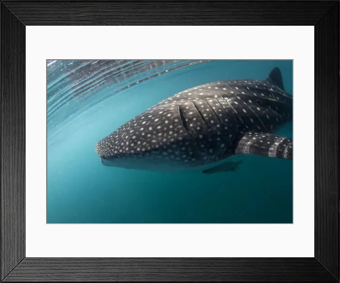 Framed Print : Picture No. 10900369 Framed Print : Picture No. 10900369