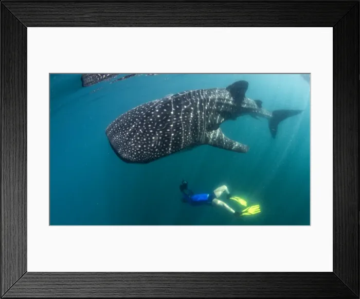 Framed Print : Picture No. 10900371 Framed Print : Picture No. 10900371