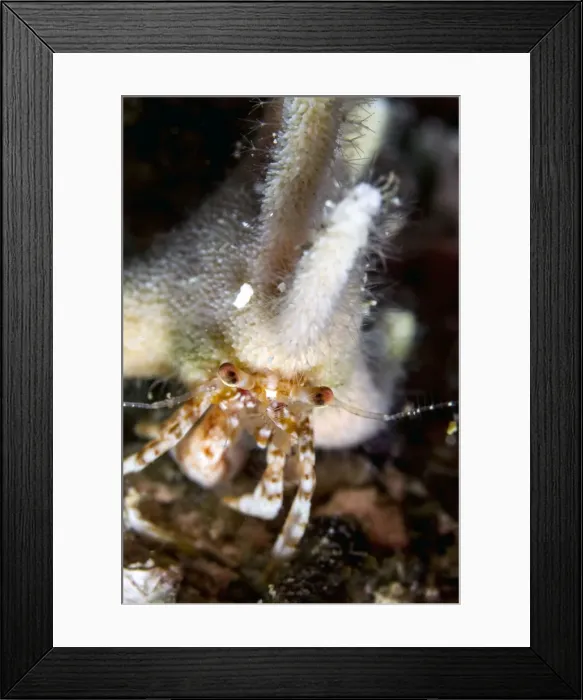 Framed Print : Picture No. 10900378 Framed Print : Picture No. 10900378