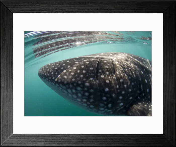 Framed Print : Picture No. 10900374 Framed Print : Picture No. 10900374