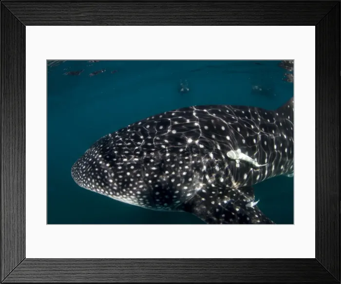 Framed Print : Picture No. 10900376 Framed Print : Picture No. 10900376