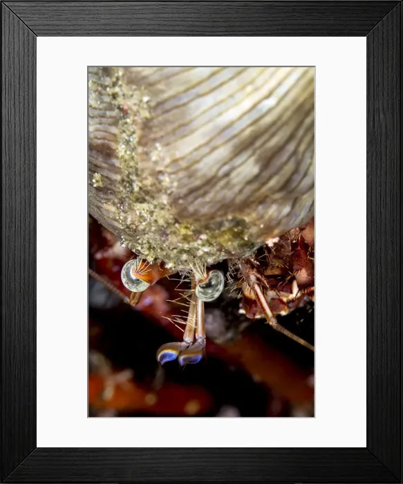 Framed Print : Picture No. 10900379 Framed Print : Picture No. 10900379