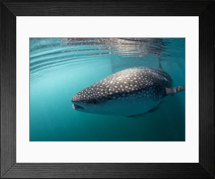 Framed Print : Picture No. 10900375 Framed Print : Picture No. 10900375