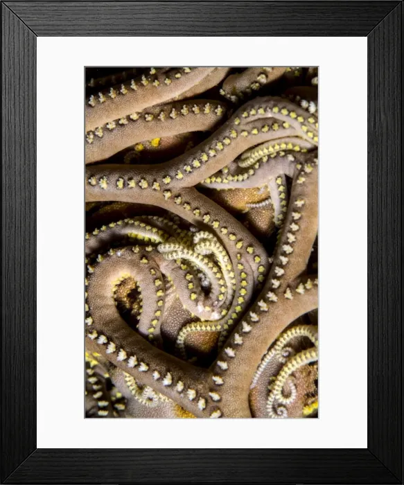 Framed Print : Picture No. 10900377 Framed Print : Picture No. 10900377