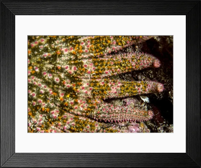 Framed Print : Picture No. 10900382 Framed Print : Picture No. 10900382