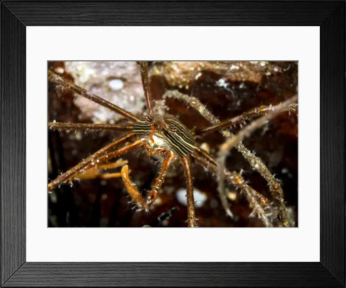 Framed Print : Picture No. 10900380 Framed Print : Picture No. 10900380