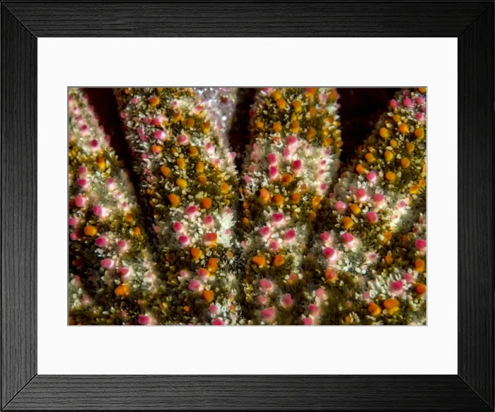 Framed Print : Picture No. 10900383 Framed Print : Picture No. 10900383