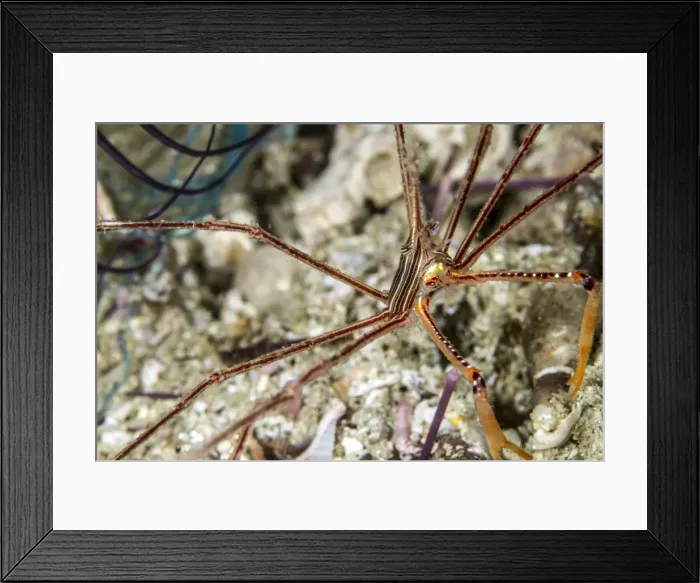 Framed Print : Picture No. 10900381 Framed Print : Picture No. 10900381