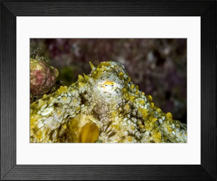 Framed Print : Picture No. 10900387