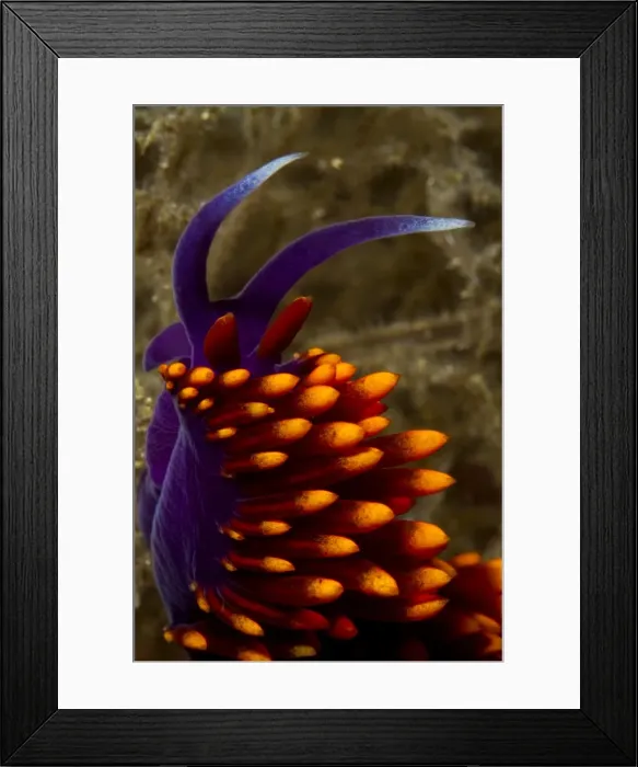 Framed Print : Picture No. 10900389 Framed Print : Picture No. 10900389