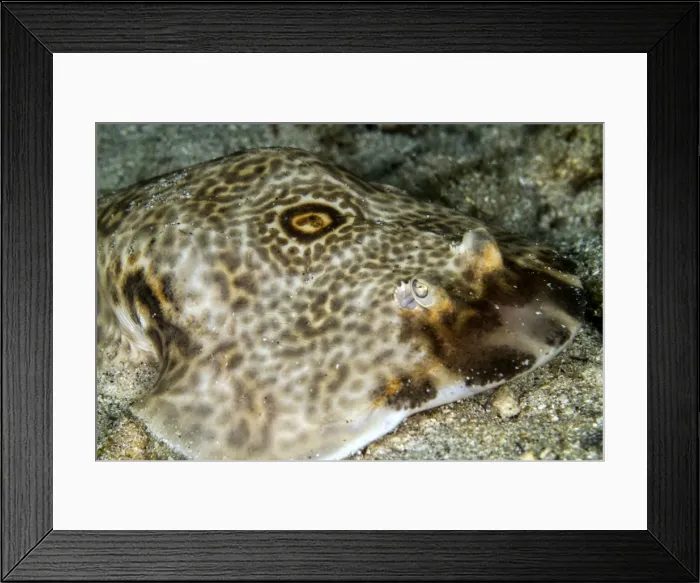 Framed Print : Picture No. 10900391 Framed Print : Picture No. 10900391