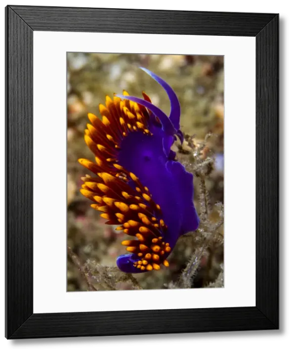 Framed Print : Picture No. 10900390 Framed Print : Picture No. 10900390