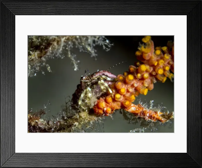 Framed Print : Picture No. 10900385 Framed Print : Picture No. 10900385