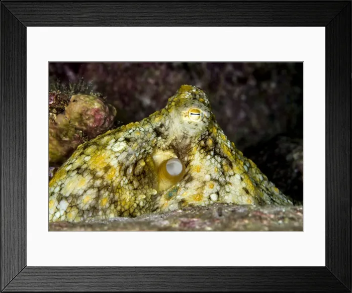 Framed Print : Picture No. 10900388 Framed Print : Picture No. 10900388