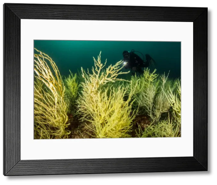 Framed Print : Picture No. 10900392 Framed Print : Picture No. 10900392