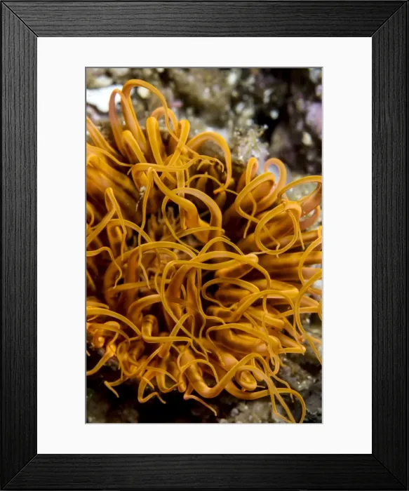 Framed Print : Picture No. 10900393 Framed Print : Picture No. 10900393