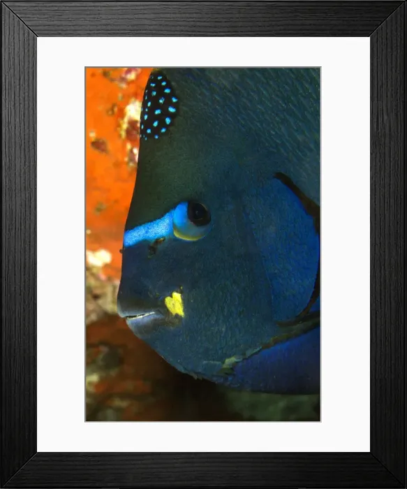 Framed Print : Picture No. 10900395 Framed Print : Picture No. 10900395