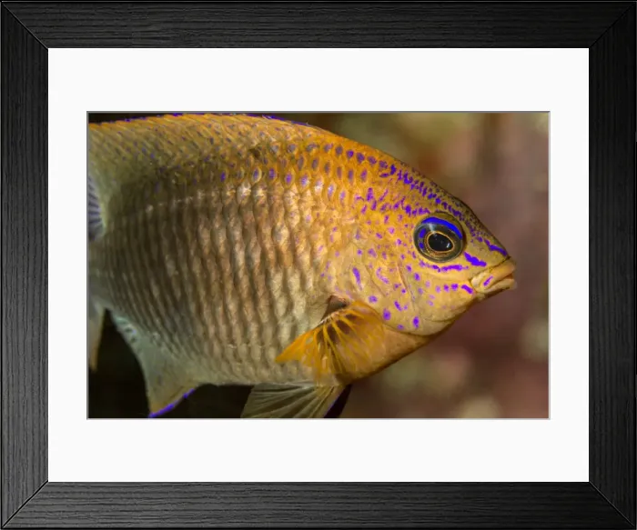Framed Print : Picture No. 10900394 Framed Print : Picture No. 10900394