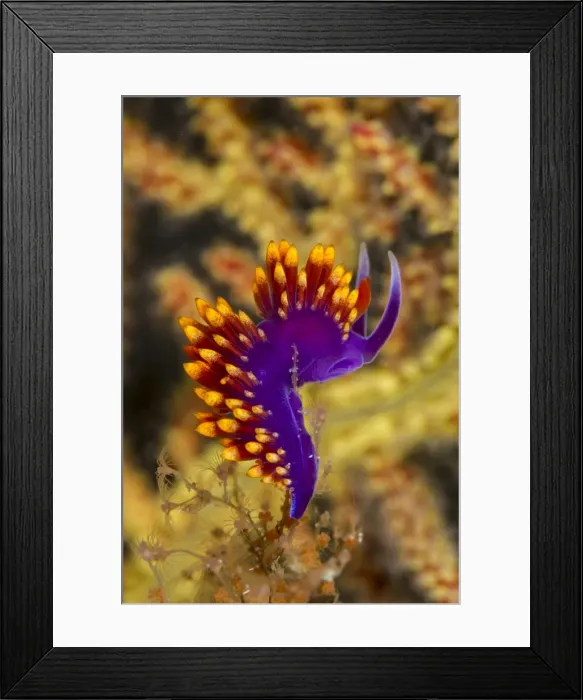 Framed Print : Picture No. 10900399 Framed Print : Picture No. 10900399