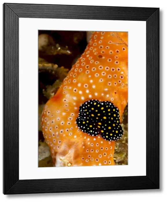 Framed Print : Picture No. 10900396