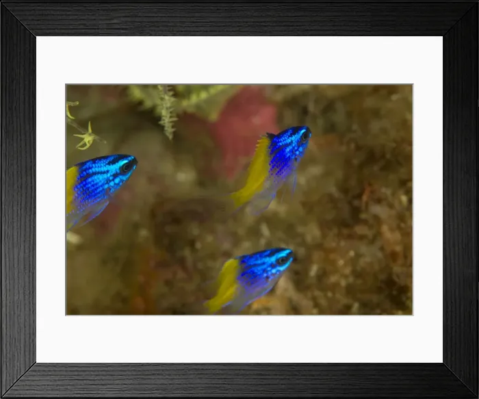 Framed Print : Picture No. 10900398