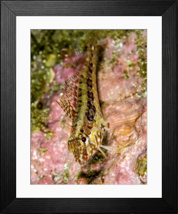 Framed Print : Picture No. 10900397 Framed Print : Picture No. 10900397
