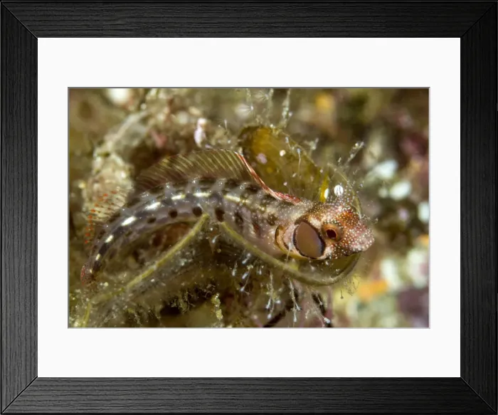 Framed Print : Picture No. 10900403 Framed Print : Picture No. 10900403