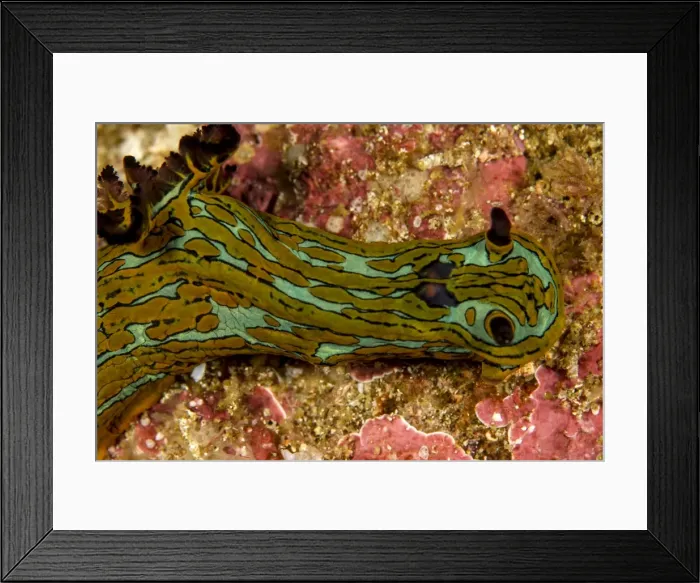 Framed Print : Picture No. 10900400 Framed Print : Picture No. 10900400